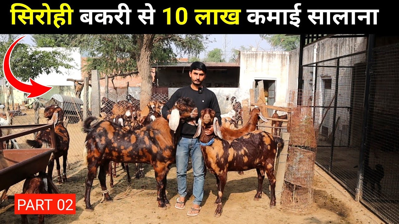 SIROHI GOAT सिरोही बकरी पालन से कमाते 10 लाख सालाना | Goat farming in India | Harish Yadav