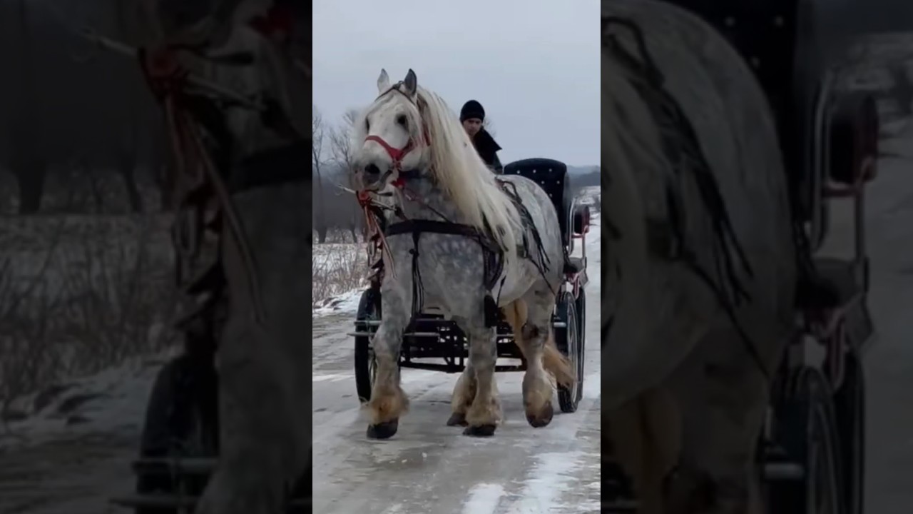 Most Beautiful Horses in the Romania #horse #horses