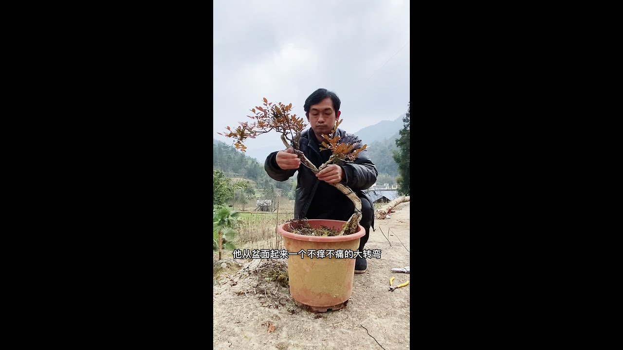 盘个渣渣桩，日点淡鮺鮺#我的乡村生活 #盆景艺术