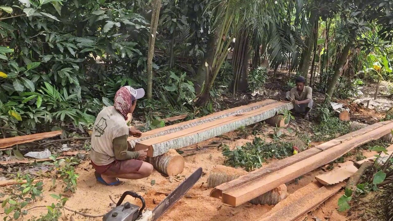 COCONUT WOOD CUTTING PROCESS USING A SIMPLE ROPE PRECISION CUTTING TECHNIQUE!-agricultural farming
