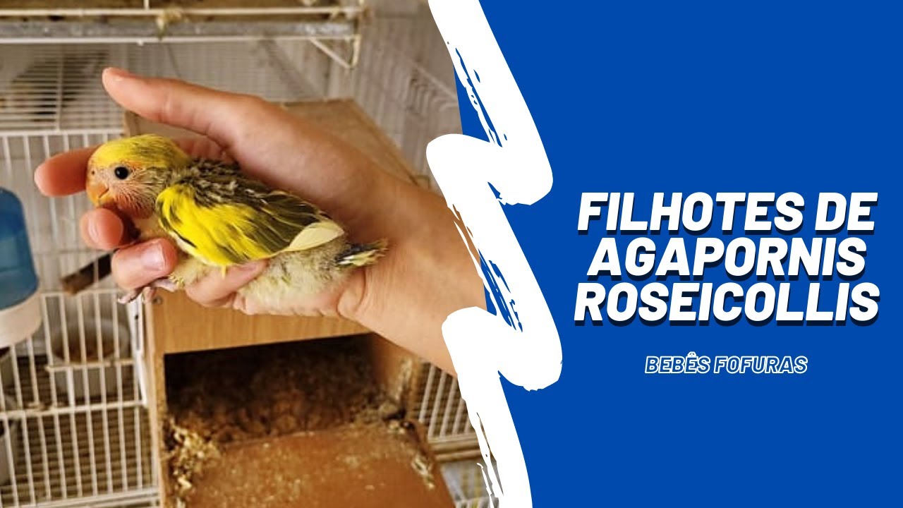 TIRANDO FILHOTES DE AGAPORNIS DOS NINHOS - UDP