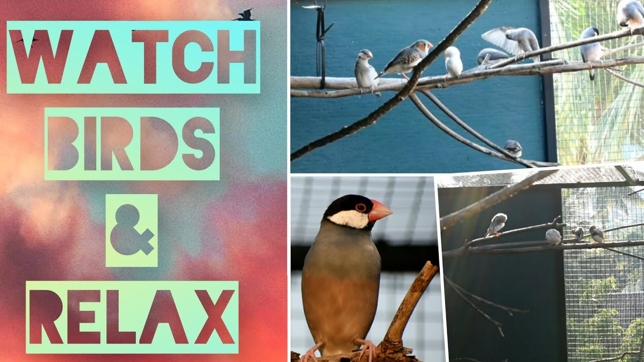 Relaxing bird video !! Java sparrow singing !! Finches sounds in Aviary.