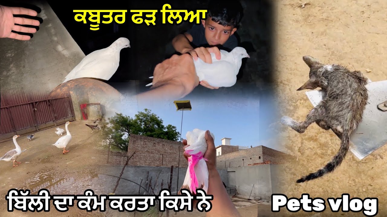 ਲੱਕਵੇ ਆਲਾ ਕਬੂਤਰ ਉਡਾਤਾ ਅੱਜ🕊️|| ਬਿੱਲੀ ਦਾ ਕੰਮ ਕਰਤਾ ਕਿਸੇ ਨੇ || #pigeon #kabootar #petsvlog