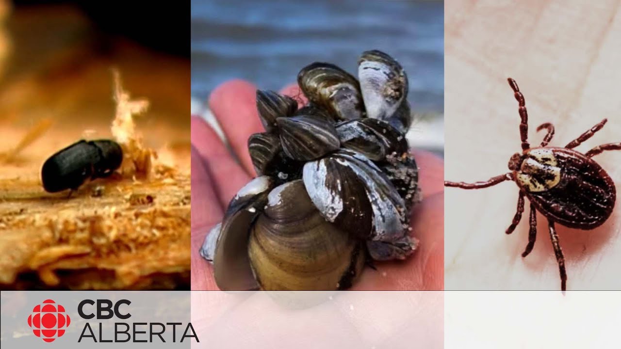 Here are three Alberta pests you need to know about