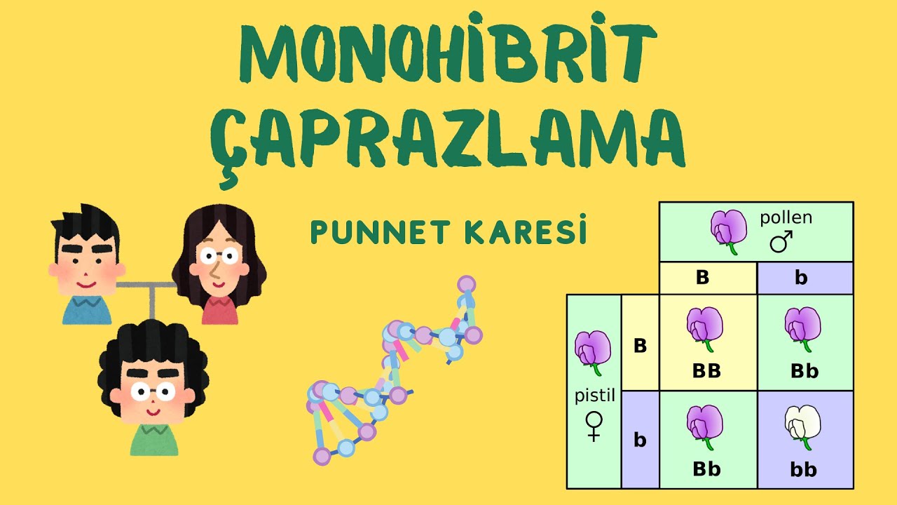 10.sınıf Biyoloji: Punnet Karesi (Monohibrit Çaprazlama)