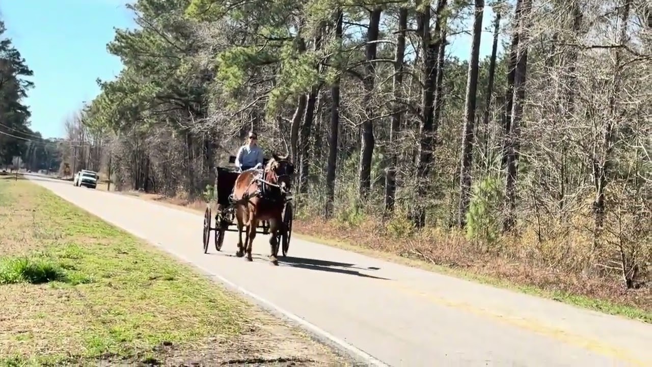 Sorrel Belgian, Morgan Mare For Sale