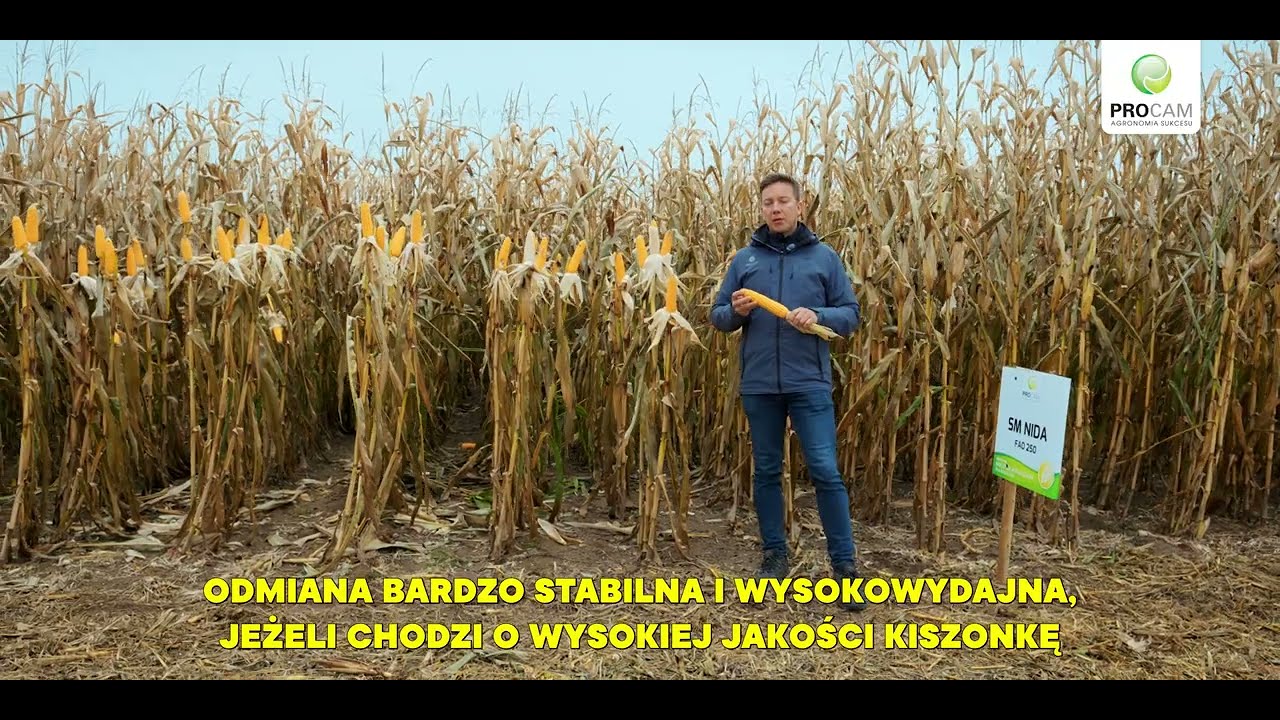 Kukurydza SM Nida FAO 250 - mocna kiszonka nowość PROCAM