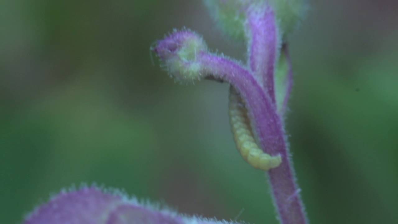 4cm long Pieris rapae   , caterpillar , cabbage white in macro