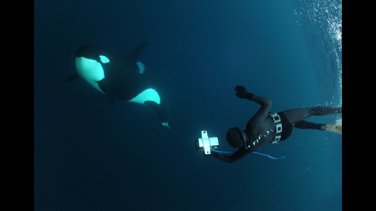Snorkelling with Orcas and Humpback Whales in Northern Norway