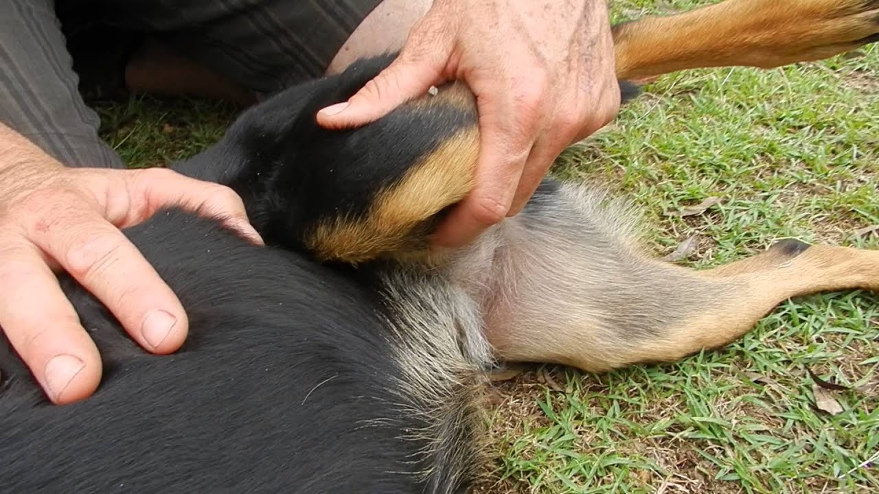Canine iliopsoas