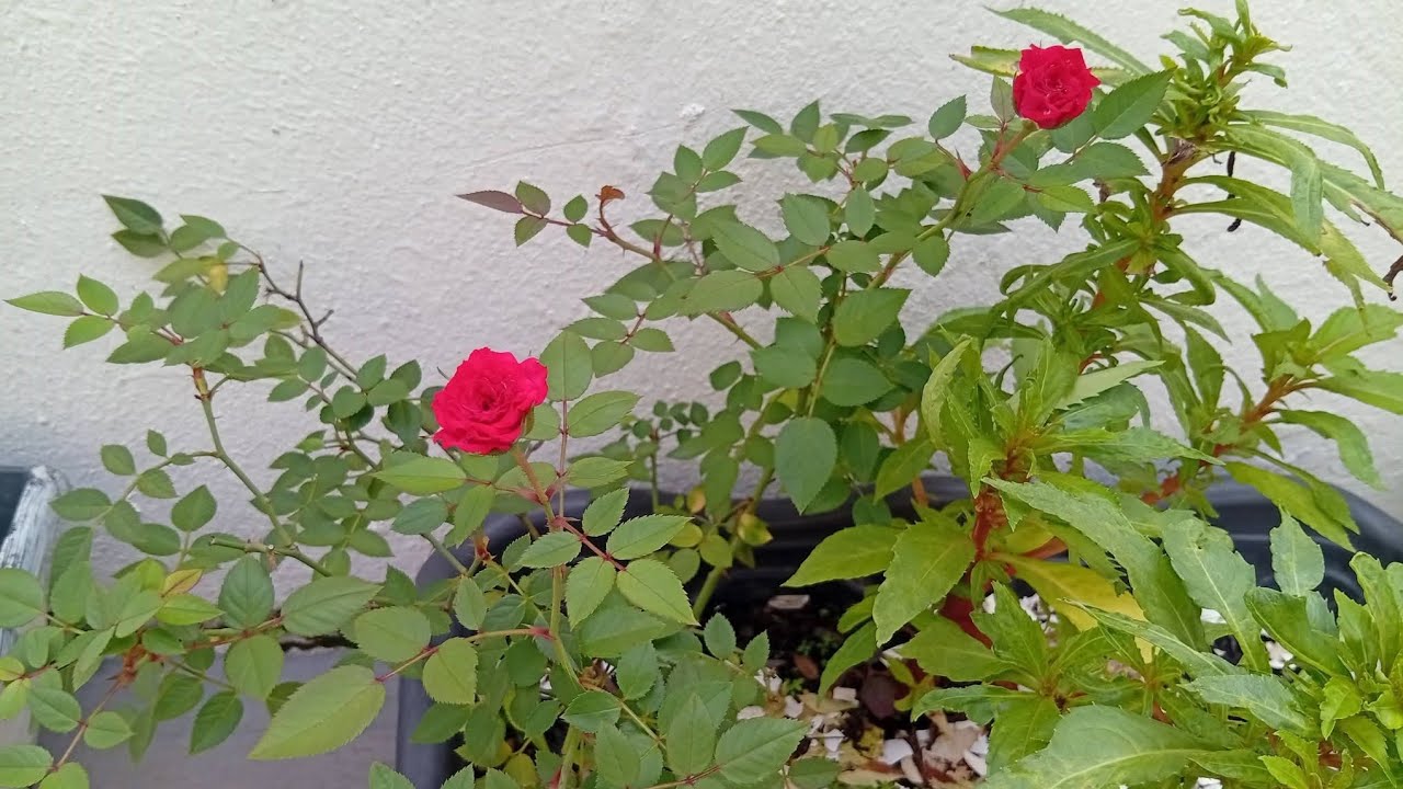 Mudando de vaso a  Mini Rosa 