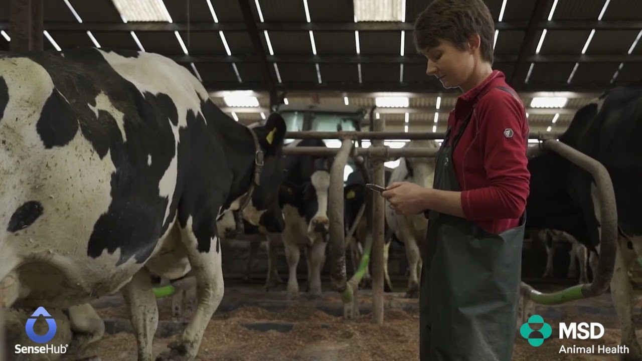 Unlock new herd insights & develop custom reports with SenseHub Lifetime Monitoring
