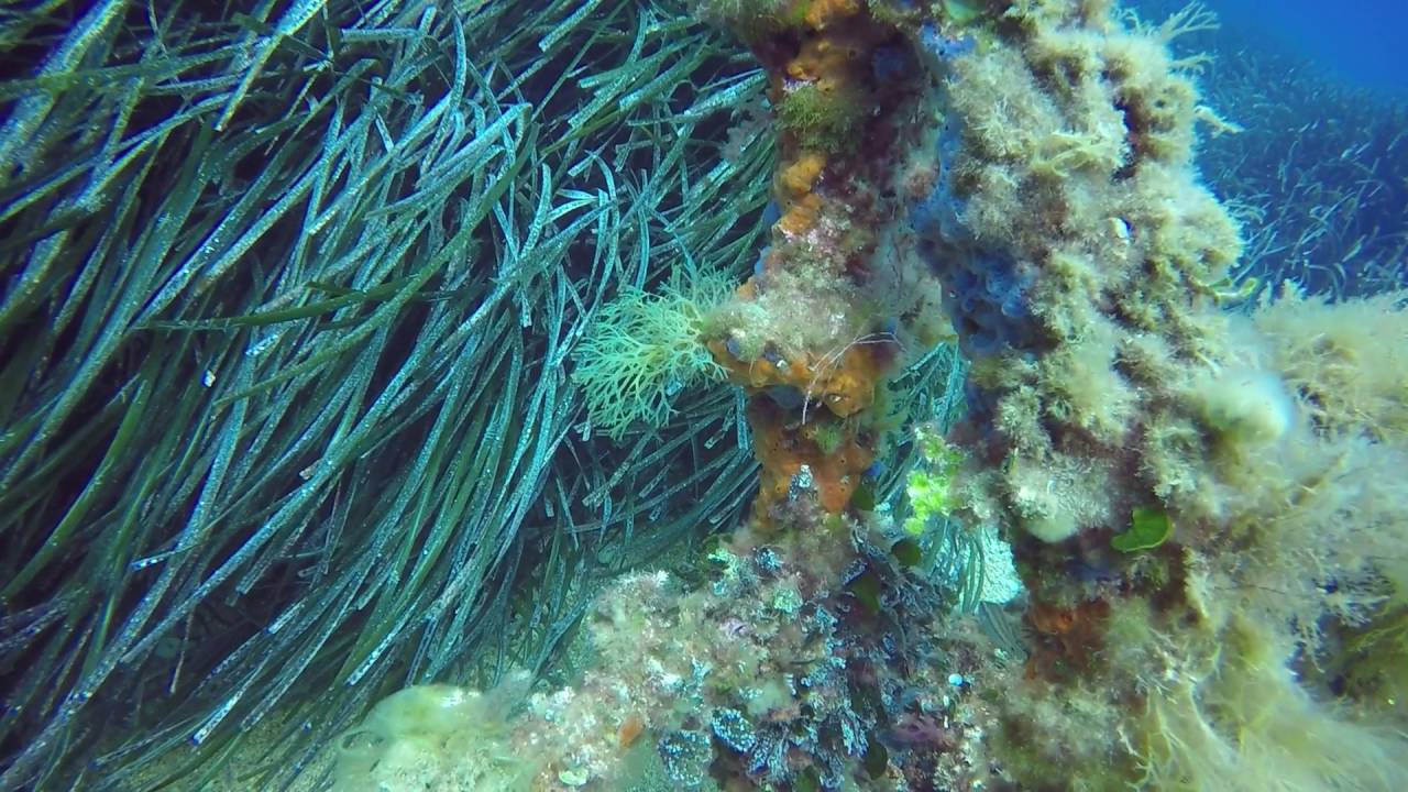 Diving in - Côte d'Azur - St. Tropez & Hyères
