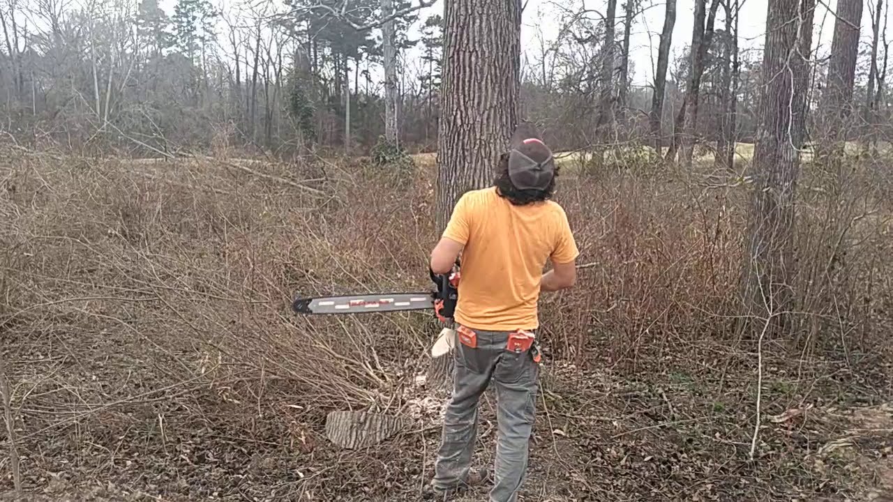 Modified Echo CS-7310P Felling