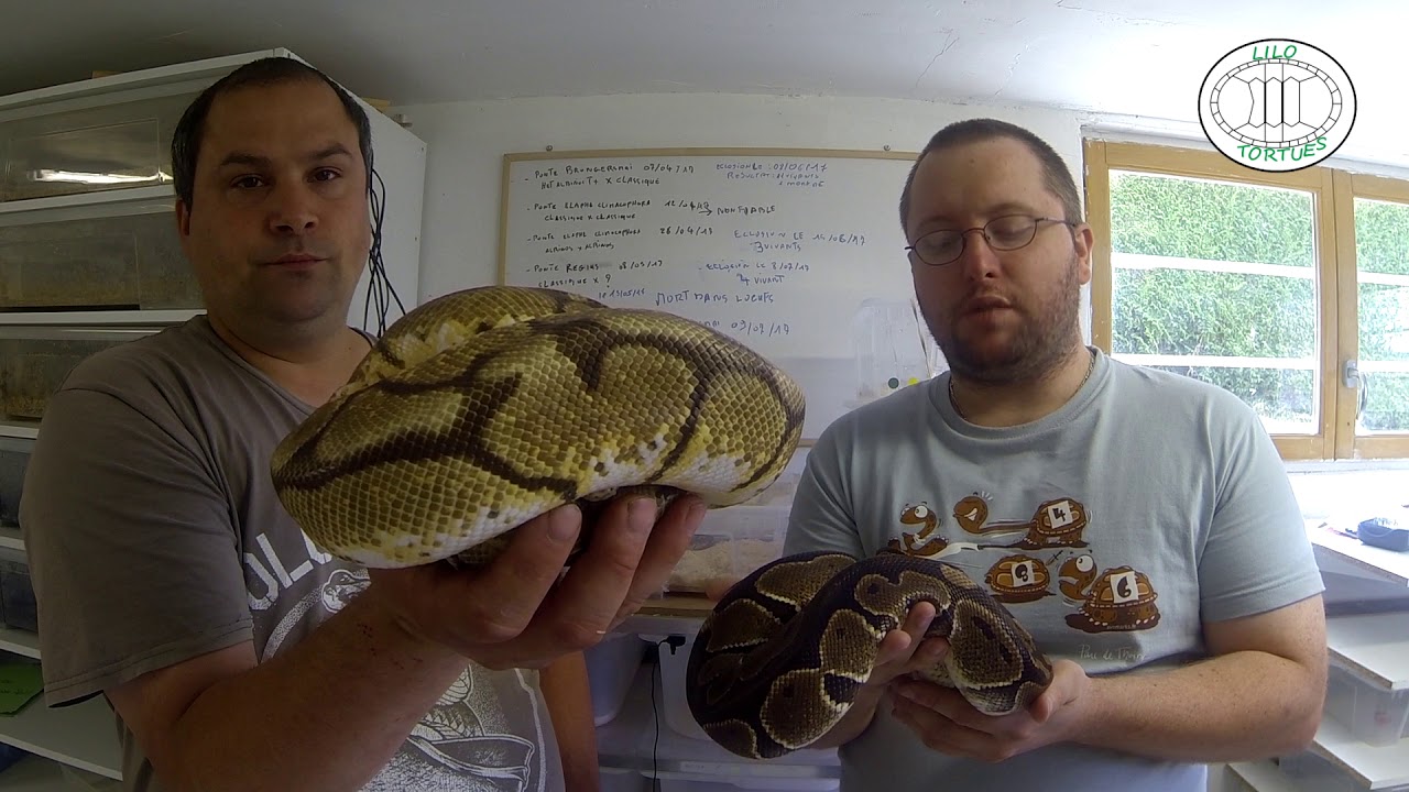 Présentation du Python regius