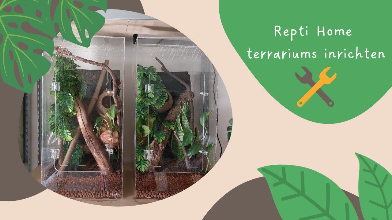 Terrarium build voor mijn 2 wimpergekko's | Repti Home