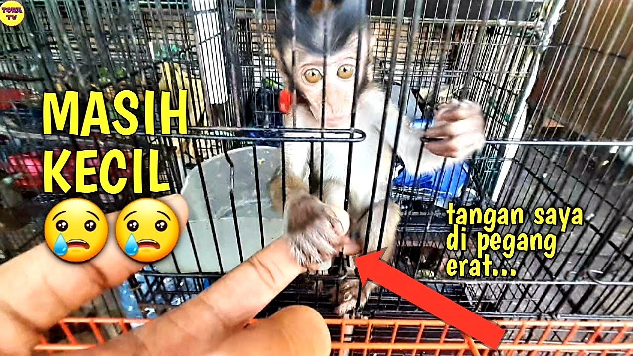 EXPLORE PASAR HEWAN JATINEGARA ADA MONYET PANTAI MASIH KECIL