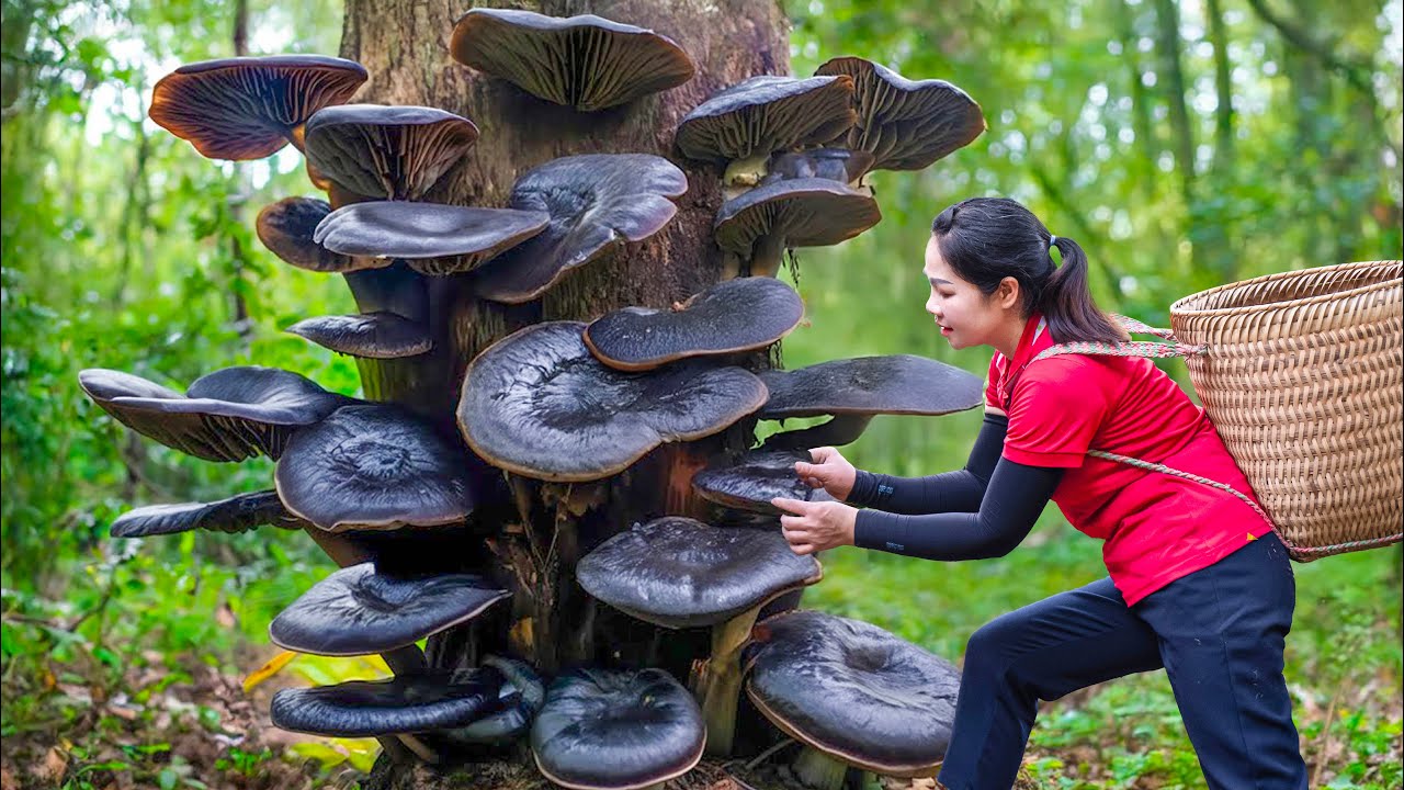 Harvesting Devil's Black Ears & Go to Market Sell | They only grow in the Dark Forest | Lý Thị Hằng