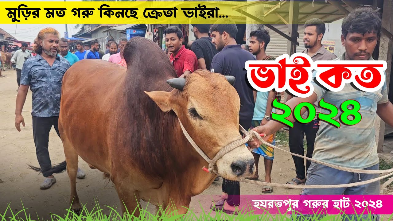 একের পর এক মুড়ির মত গরু কিনছে ক্রেতারা - ভাই কত নিলো ২০২৪ || হযরতপুর গরুর হাট 2024 || কৃষি ঘর