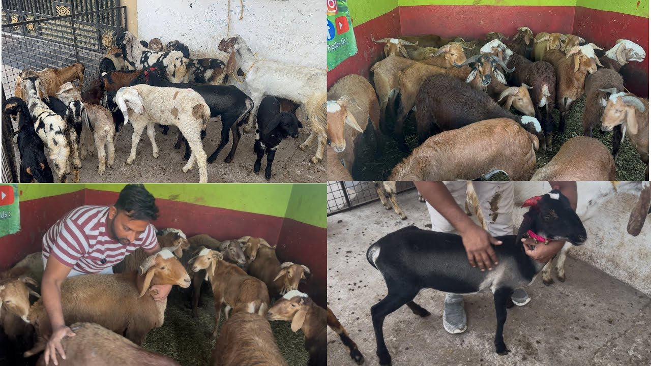 Много пород в одном месте