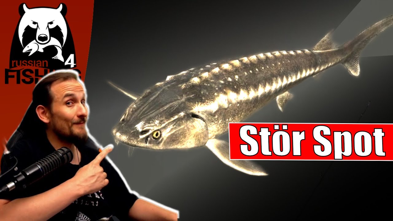 Russian Fishing 4 - Achtuba - Russischer Stör Spot