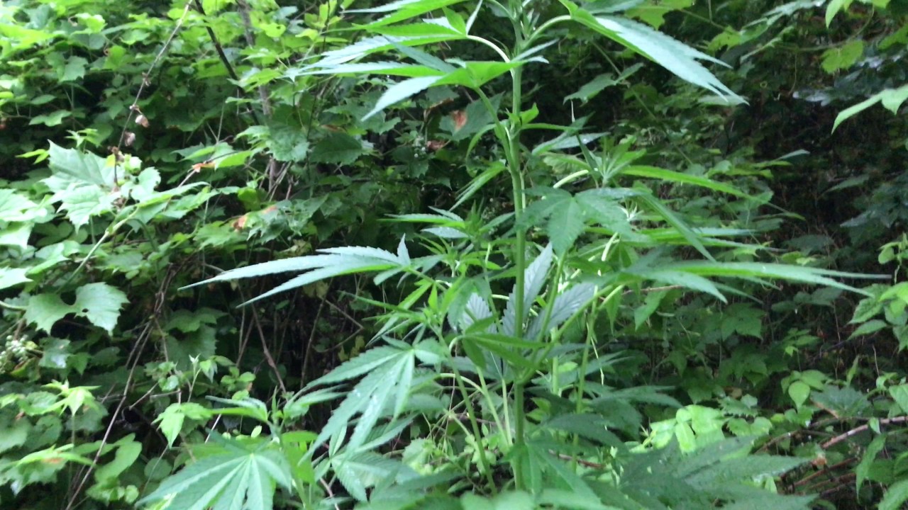 White Siberian Cannabis grow