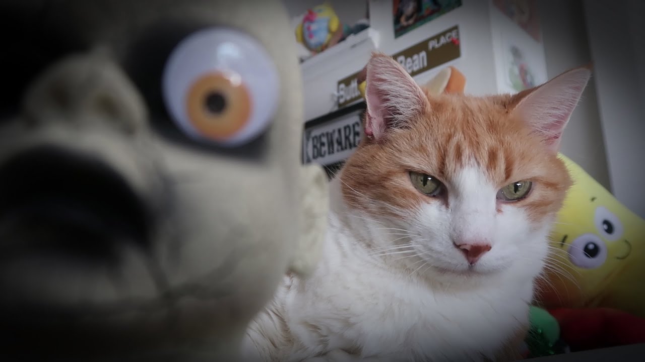 Cat And The One Eyed Baby