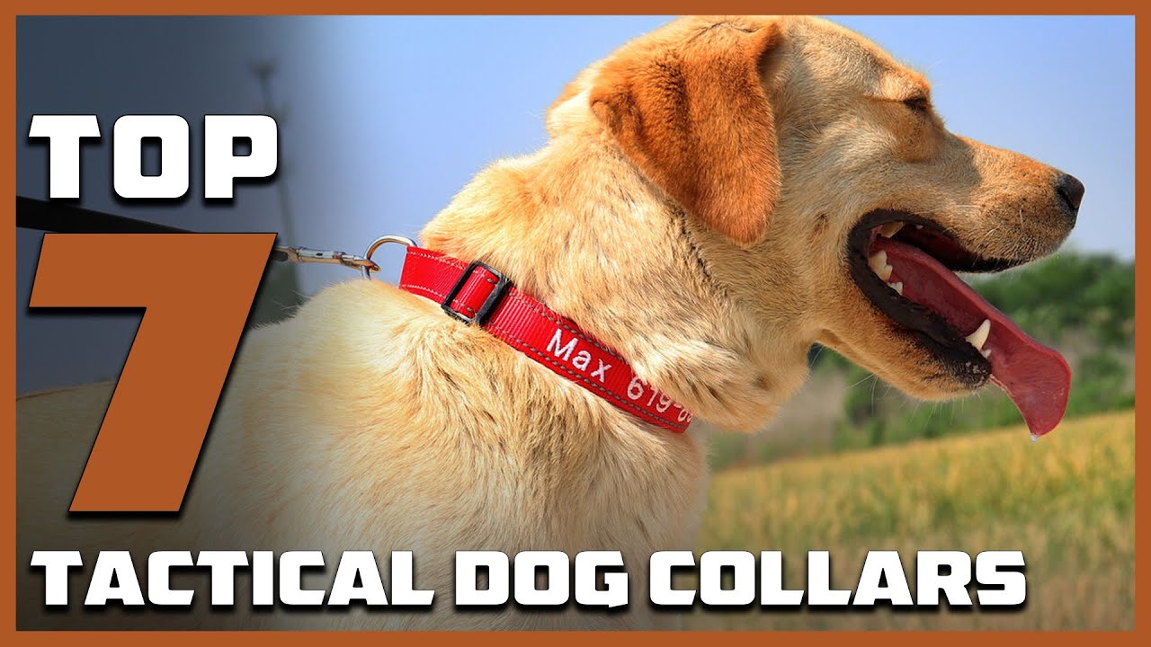 7 Best Tactical Dog Collars for Tough and Active Dogs 1