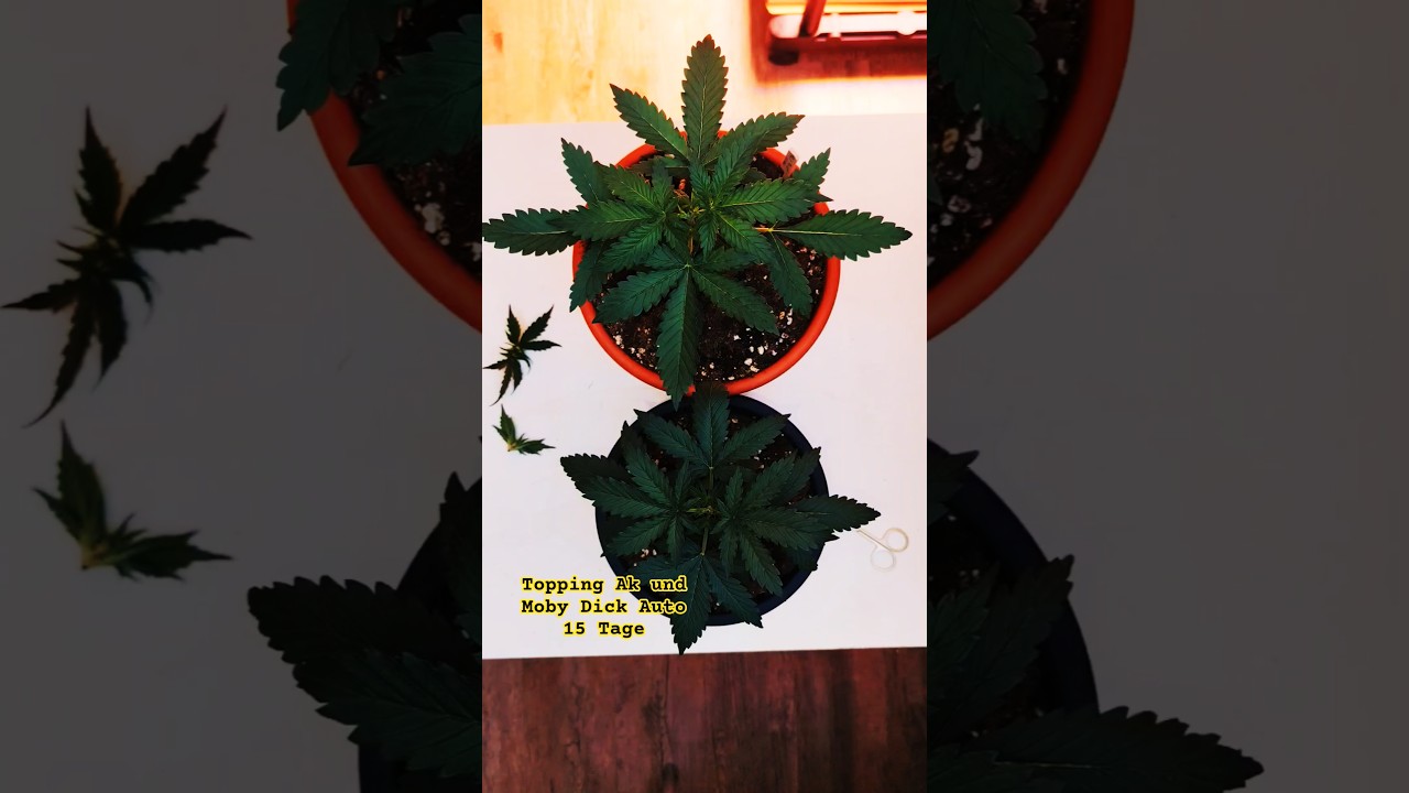 AK Auto 2 & Moby Dick Auto – Tag 15 – Topping 🌿✂️ 
