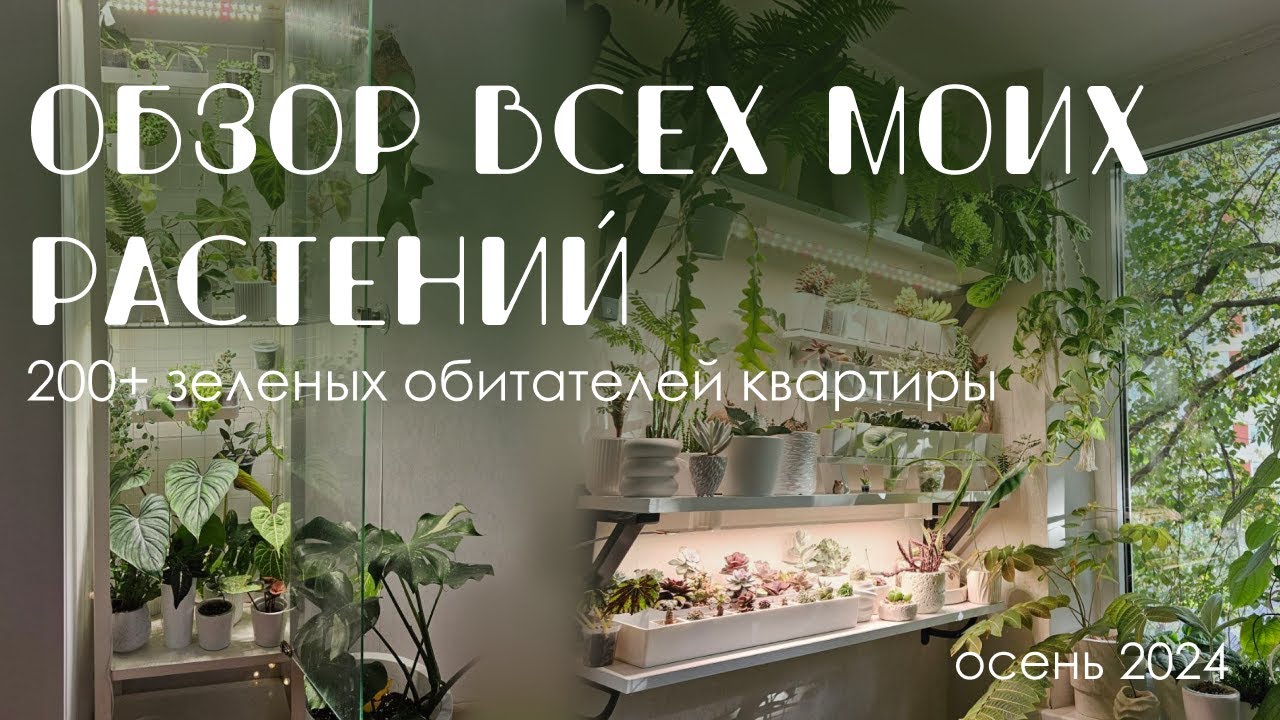 Моя коллекция комнатных растений: 200+ зеленых обитателей в квартире. Октябрь 2024
