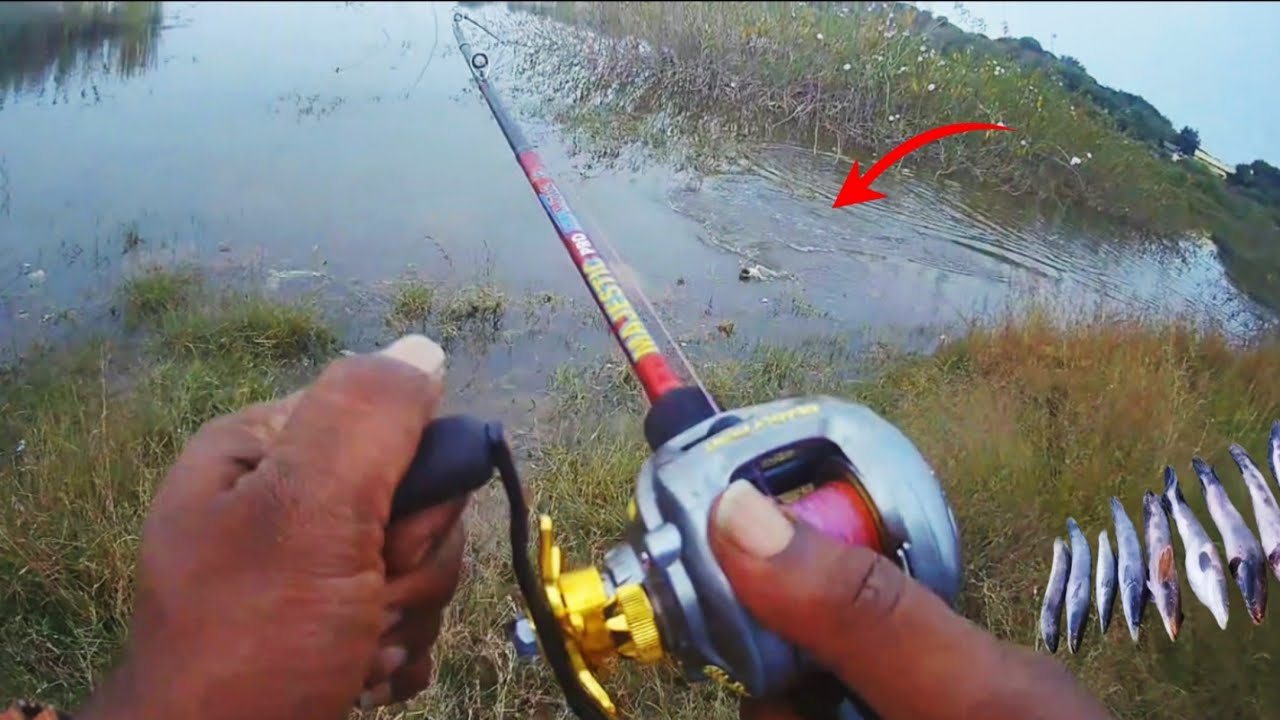 Giant snakehead fish live attack