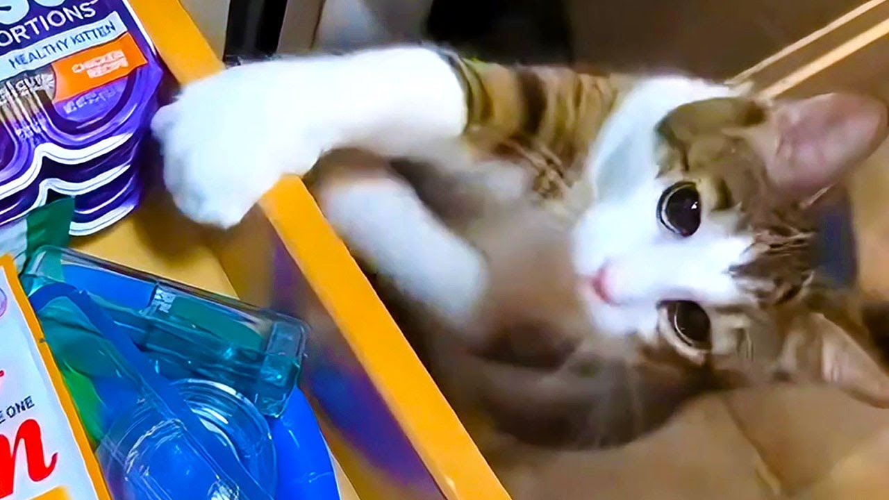 Cats REALLY Love Food, and Here's the Proof