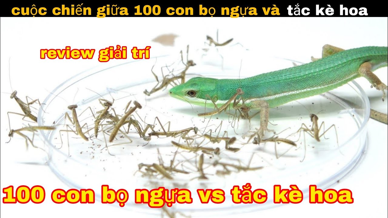 Cuộc Chiến Giữa 100 con Bọ Ngựa tí hon và tắc Kè Hoa Của Anh Bảy || review giải trí