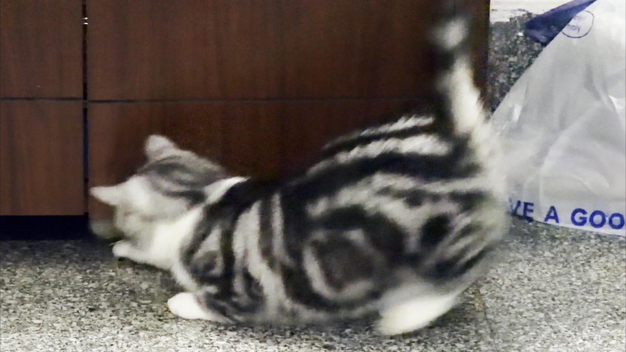 与小球不解情缘