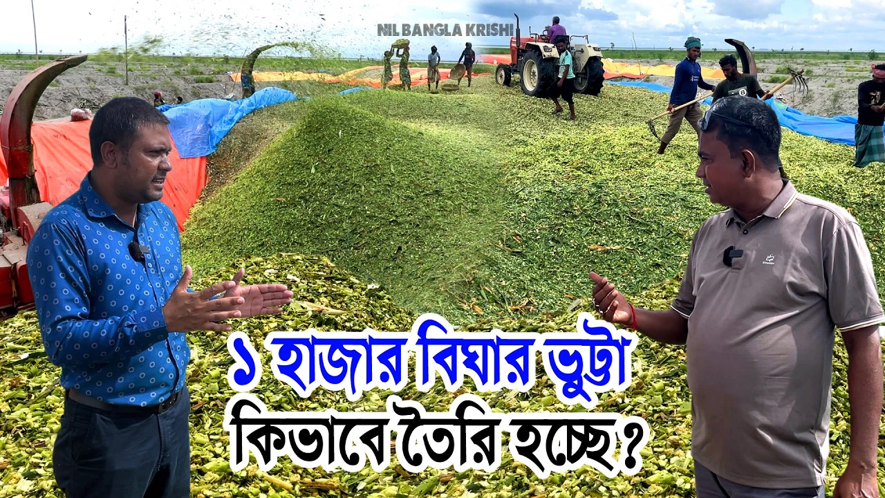 বাংলাদেশের সবচেয়ে বড় সাইলেজ এর প্রজেক্ট- এক হাজার বিঘা জমির ভুট্টা দিয়ে সাইলেজ তৈরি