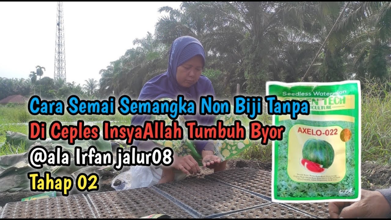 Cara Semai Semangka Non Biji Tanpa Di Ceples InsyaAllah Tumbuh Byor @ala Irfan jalur08