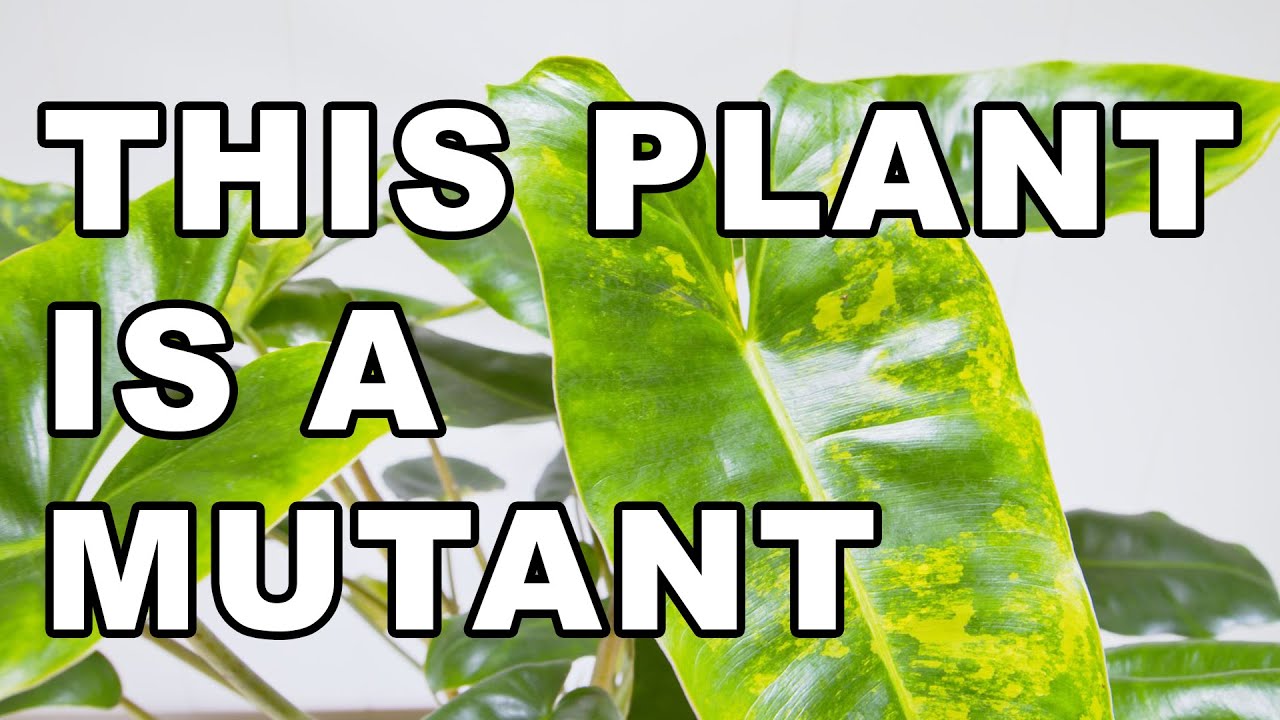 Philodendron Burle Marx An ABSOLUTE MUTANT