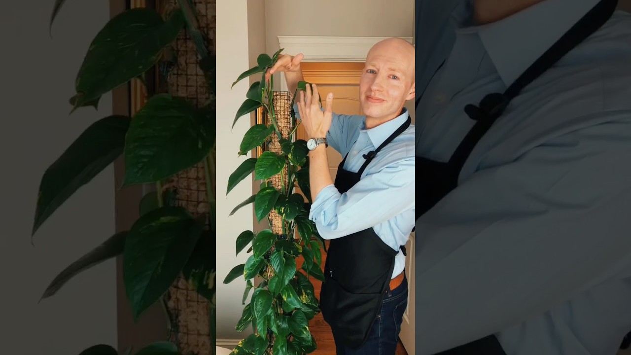 Extending the Moss Pole for My Pothos | Easy Climbing Plant Care!