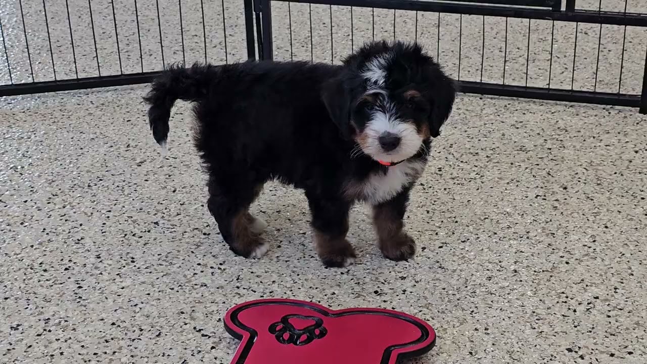 Cute Puppy Video Lincoln Mini Bernedoodle Puppy 