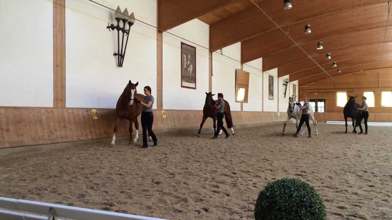 Работа с лошадью в руках. Ученицы Kathrin Roida