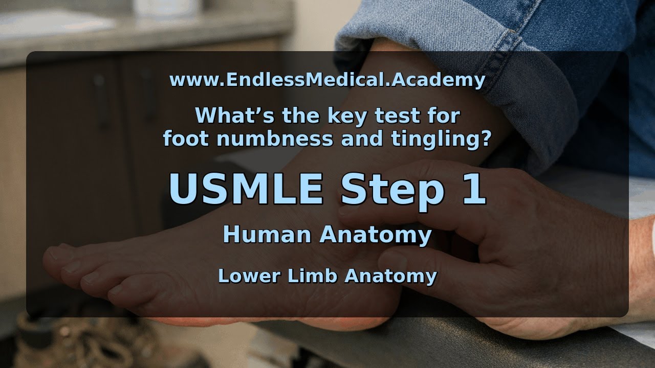 Lower Limb Anatomy, Human Anatomy, USMLE Step 1 - Full Vignette with Extended Explanations