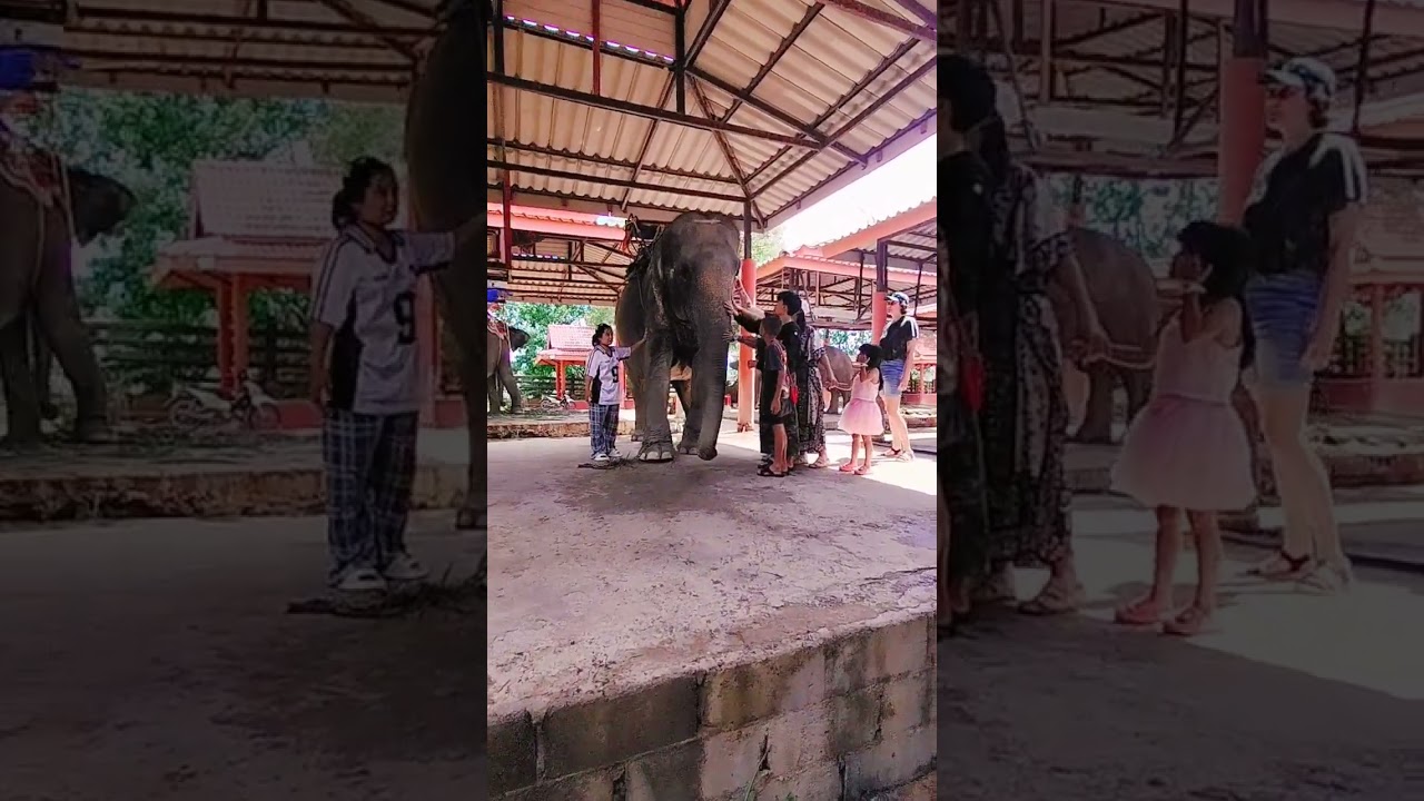 ลอดท้องช้างกันคะ