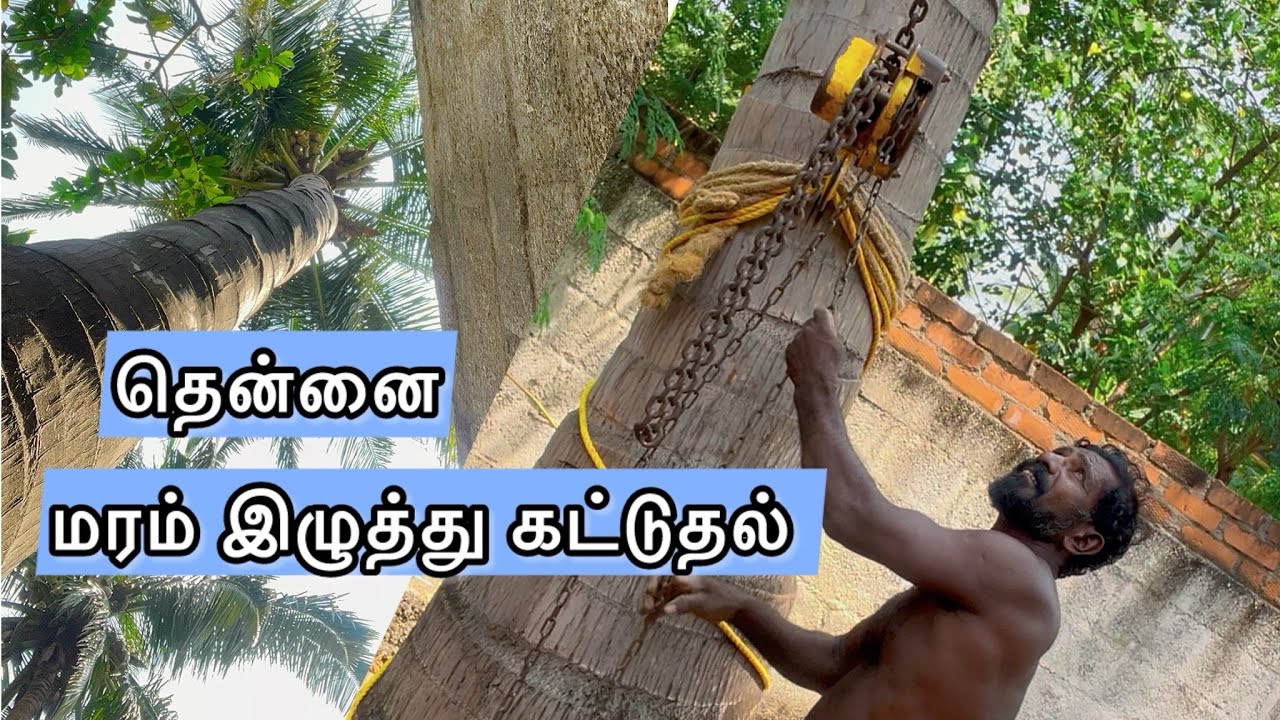 Tree pulling videos 
