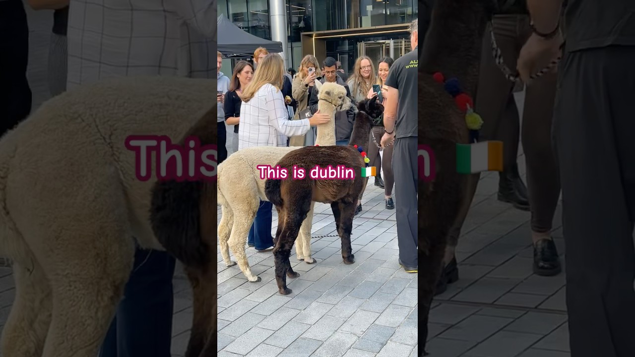 Dublin Ireland 🇮🇪 #animals #show #ireland #dublin #black #white #visit #subscribe #like #comment