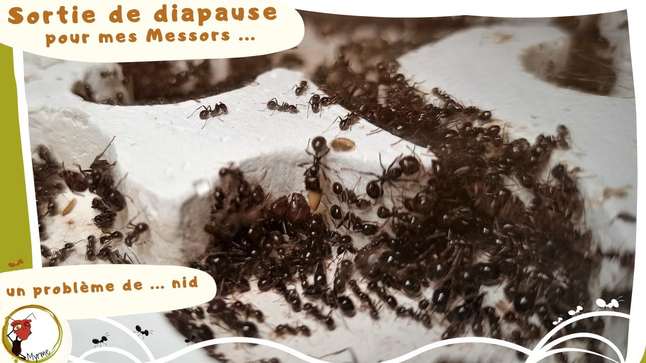 Sortie de diapause et problème de nid ...