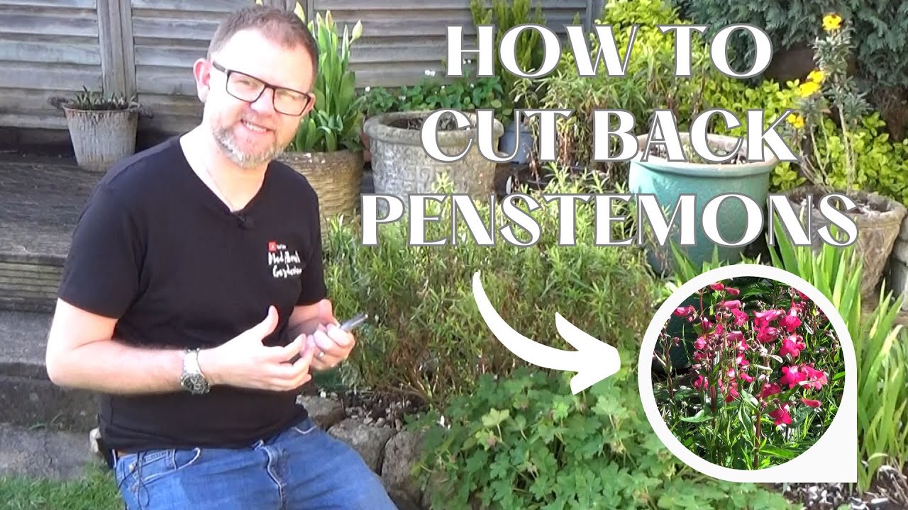 Cutting Back Penstemon Plants in Spring | How to Prune Penstemons |