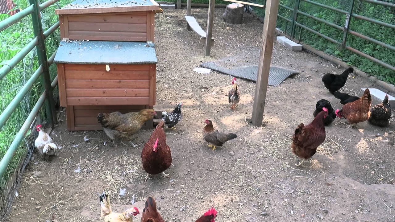 Serama rooster crowing