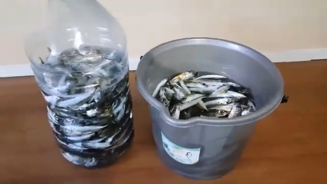 Denizde Balık Avı istavrit avı - balık tutma - istavrit tava nasıl yapılır - Kes Pişir Ye