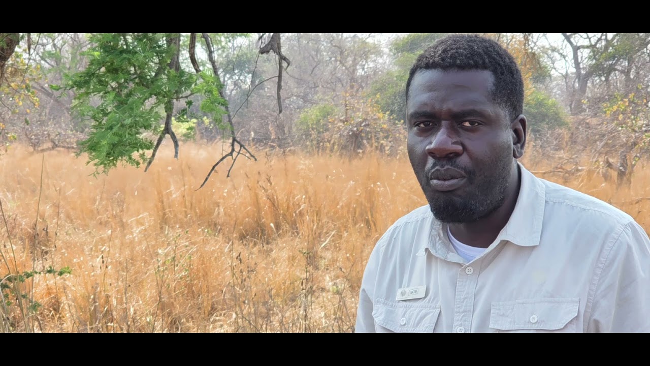 Overseas Adventure Travel.  Lufupa Tented Camp, Kafue National Park, Zamia. September 2025