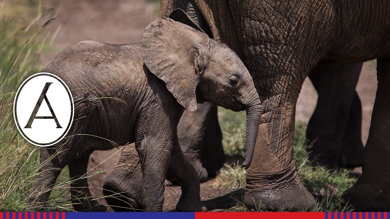 Elephant Birth